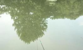 钓黑坑鱼竿要选对,老钓手都这样挑选,又省钱又实用